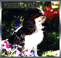 cavamirs-kata-d